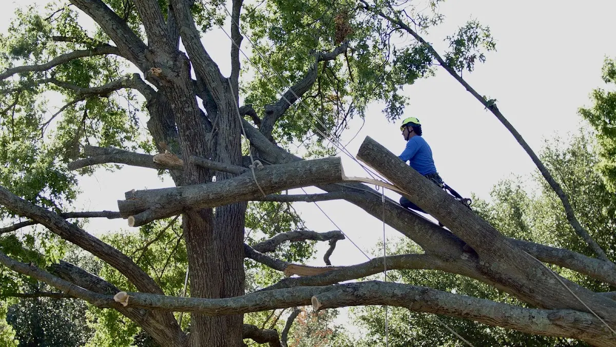 Professional Hazardous Tree Removal performed by certified arborists in Goldsboro