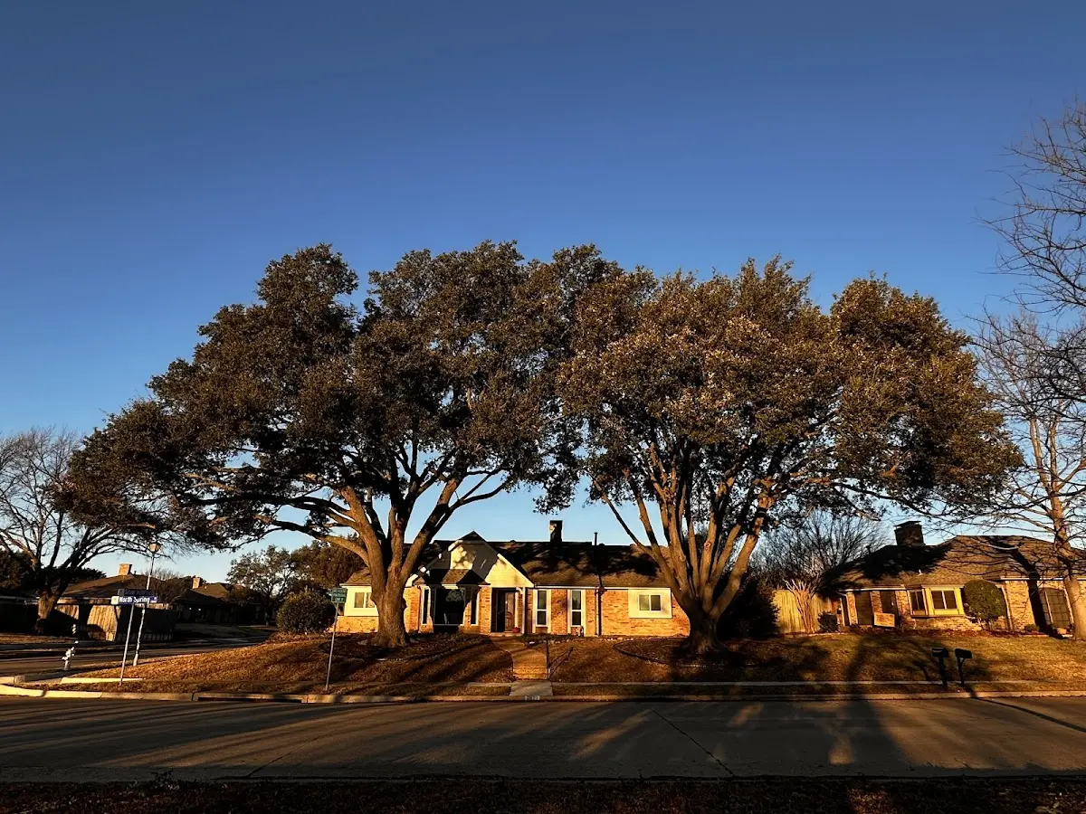 Established residential canopy tree shading a home in Goldsboro